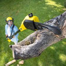 Best Tree Removal Services  in Loveland Park, OH